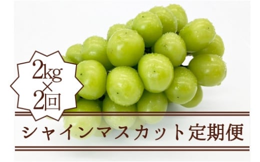 【定期便】シャインマスカット定期便 約2.0kg×2回【2025年発送】（KSB）D5-101【シャインマスカット 葡萄 ぶどう ブドウ 令和7年発送 期間限定 山梨県産 甲州市 フルーツ 果物】