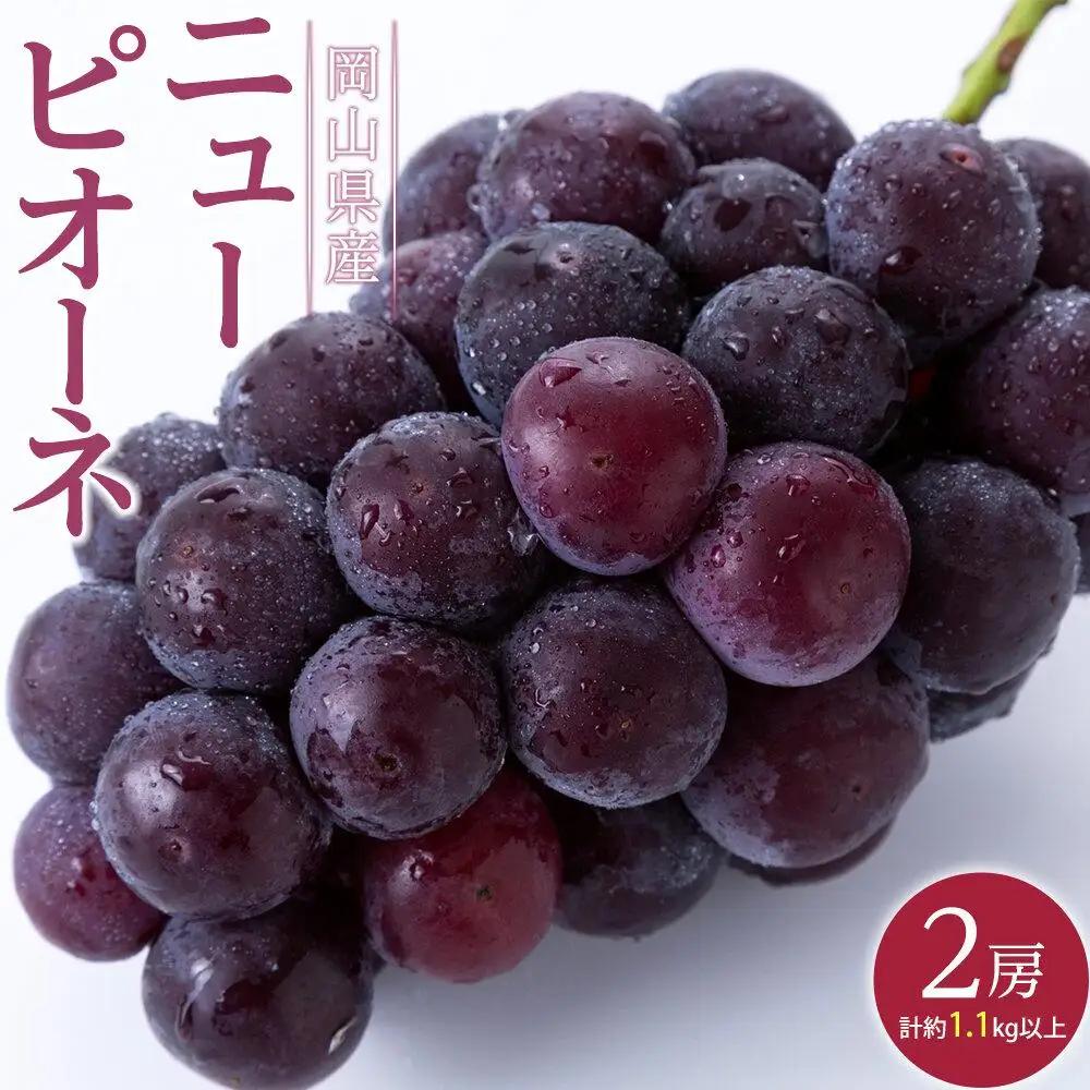 ぶどう 2026年  ニュー ピオーネ 2房（合計約1.1kg） 葡萄  岡山県産 フルーツ 果物 ギフト | ピオーネ