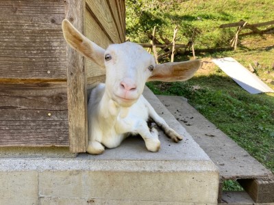 【11月～3月限定・牛乳使用】カマンベールチーズ 約100g×3パック