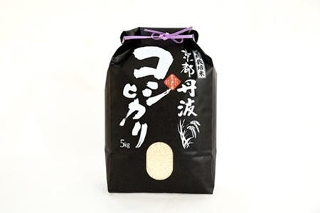 【12カ月定期便】京丹波こしひかり 5kg×12カ月連続 合計60kg 京都 米 精米 コシヒカリ ※北海道・東北・沖縄・その他離島は配送不可 [120MB001R]