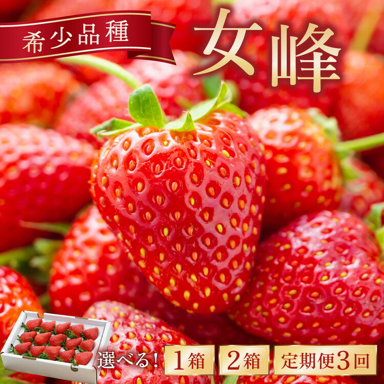 【ふるさと納税】数量限定 幻の京都亀岡産 高級いちご【女峰】1箱分/2箱分 3回定期便も選べる ※化学肥料・農薬極力不使用《イチゴ 苺 いちご フルーツ 農家直送》 ※2026年1月中旬～5月下旬頃に順次発送予定