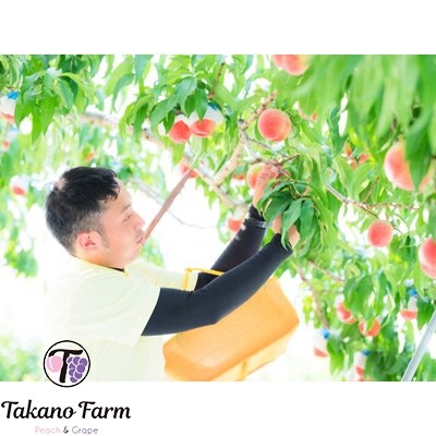 贈答もも 約2kg 山梨県産 自社農園産直!完熟収穫!【数量限定】化粧箱【配送不可地域：離島】