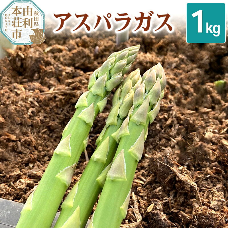 【ふるさと納税】《先行受付》7月上旬〜8月下旬発送 アスパラガス 800g