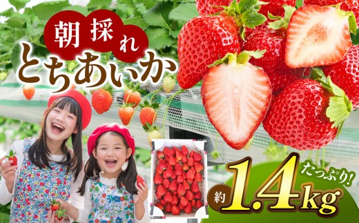 【栃木県共通返礼品】とちあいか たっぷりお徳用 1.4㎏ | いちご とちあいか お徳用 たっぷり 大粒 新鮮 甘い 美味しい 果物 デザート 栃木県 那珂川町