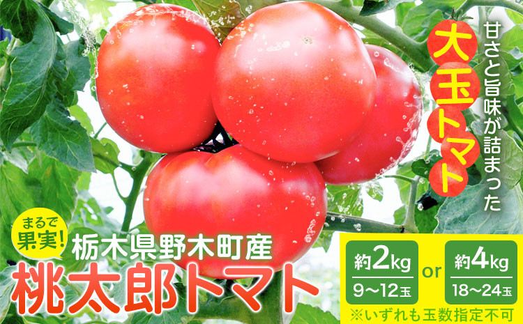 
                  トマト 栃木県 野木町産 トマト 桃太郎 約2kg 約4kg 秋山農園《3月上旬-7月上旬頃出荷予定》栃木県 野木町 甘い 野菜 桃太郎トマト
                