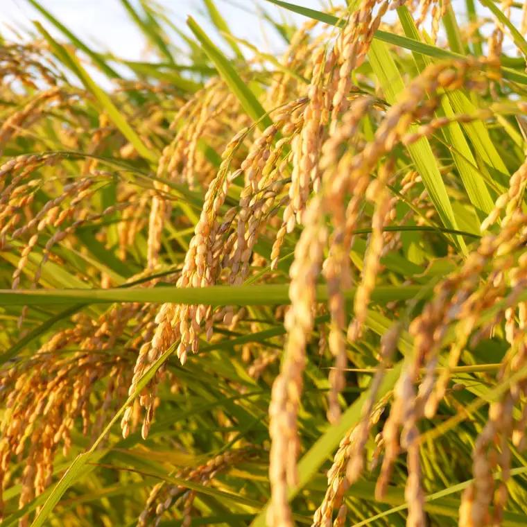 【 令和7年産 】 数量限定 桜川市産こしひかり 15kg （5kg×3袋） 茨城県産 桜川 米 お米 白米 コメ ごはん 精米 コシヒカリ こしひかり 国産 限定 [AX006sa]