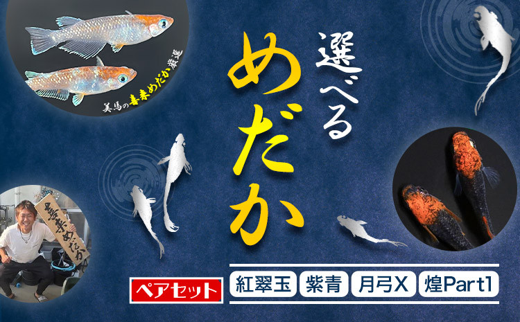 
【配送不可地域あり】選べるめだか ペアセット《30日以内に出荷予定(土日祝除く)》全4種 (紅翠玉 紫青 月弓X 煌Part1) 喜来めだか 徳島県 美馬市 めだか 生き物 旧喜来小学校 改良めだか専門店 鑑賞用
