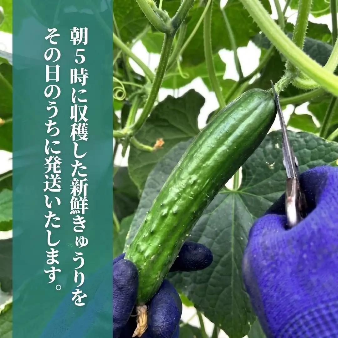 きゅうり 約4kg 朝獲れ 夏野菜 胡瓜 キュウリ 石川県 小松市 JAあぐり