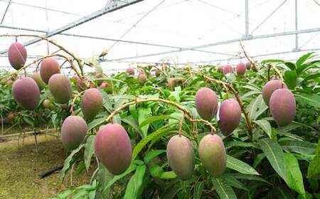 東村産完熟マンゴー　約2kg（4～6玉）2026年発送 甘い 芳醇 完熟 マンゴー トロピカル 農家直送 夏 デザート フルーツ アーウィン あまい おいしい ジューシー 南国 高級 まんごー 沖縄 