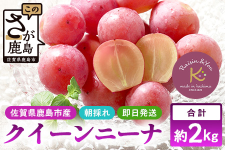 【先行予約】ぶどう クイーンニーナ 約2kg 3～4房【2026年8月下旬～9月下旬配送予定】朝採れ即日発送 新鮮 生産者直送 果物 フルーツ 冷蔵便 佐賀県 鹿島市 送料無料 C-39