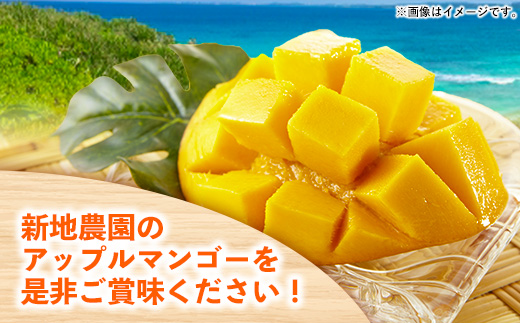 【化粧箱入り】【先行受付・2026年発送】新地農園 アップルマンゴー 優品 約1kg （2～3玉）- 産地直送 先行予約 沖縄県産 贈り物 ギフト 南国フルーツ 旬の味覚 オススメ 沖縄県 八重瀬町