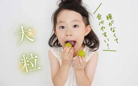 【2026年先行予約】訳あり シャインマスカット 家庭用 約2kg（4~6房）※最低1.8kg以上 | シャインマスカット