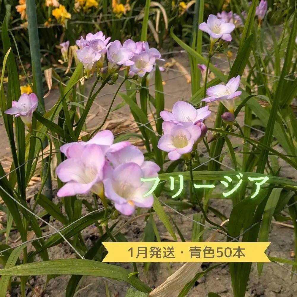 1月発送：優しい香り【フリージア】青色　50本