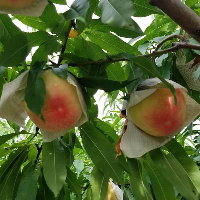 和歌山県産 桃 5玉～6玉 約1.5kg 秀品 2025年7月上旬から2025年8月下旬発送予定 【US35】