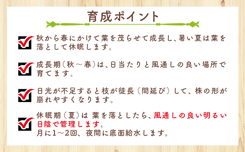 ユーフォルビオイデス オトンナ - 塊根植物 植物 黒鬼城 オトンナ属 強健種 インテリア ナチュラル 自然 グリーン 観葉植物 おしゃれ 癒し かわいい 多肉植物  サキュレントフィールド Succ