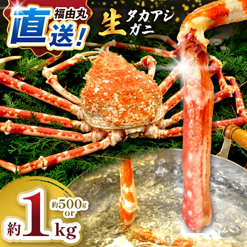 【ふるさと納税】 冷蔵 タカアシガニ カニ 駿河湾 西伊豆 伊豆 福由丸直送「駿河湾のタカアシガニ」
