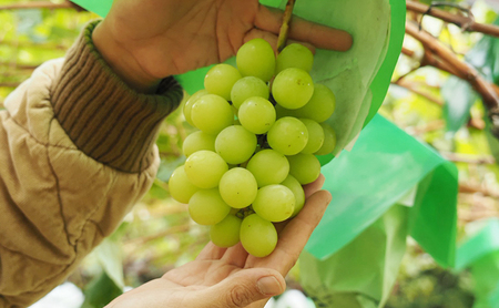 【先行予約】【数量限定】【朝採り当日出荷】信州・長野市川中島平産 ぶどう「シャインマスカット」セット 約1kg（2房） 2026年9月下旬より順次発送