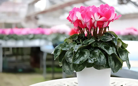 カゴ入りシクラメン 6号鉢 | シクラメン 花苗 フラワー ガーデニング 季節花 埼玉県 上尾市