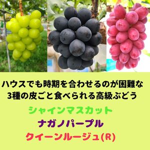 【数量限定】高級ぶどう3種セット(各１房) 2026年7月中旬より発送