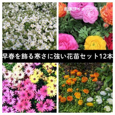 ふるさと納税 美作市 早春を飾る花苗セット【3月発送】12ポット