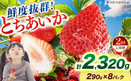 【2027年先行予約】〔定期便2回〕鮮度抜群 いちご とちあいか 290g×8P【栃木県共通返礼品】
