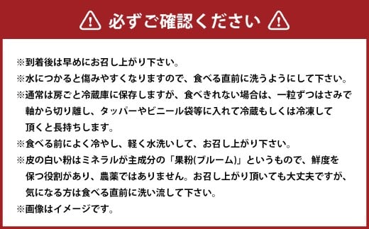 訳あり シャインマスカット 2～4房 計約1.8kg ご家庭用 【2026年10月上旬から12月下旬頃迄発送予定】／ マスカット 葡萄 ブドウ 種無し 種なし
