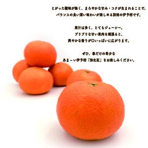 【先行予約】 完熟いよかん 【弥生紅】 (秀品・ギフトBOX入) 約2kg | みかんみかんみかんみかんみかん 【KK323】