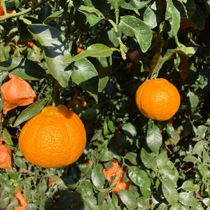 不知火 5kg ご家庭用 農園直送 先行予約 2026年4月発送 愛媛 数量限定 愛媛県産 人気 柑橘 伊予市｜B536