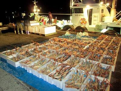 【ふるなびWEEK対象】【訳あり】金沢港 直送！サイズおまかせ ボイル 加能ガニ 3杯セット   ズワイガニ ずわい ズワイ蟹 蟹 カニ 冷蔵 人気 おすすめ 期間限定 石川 金沢 加賀百万石 加賀 