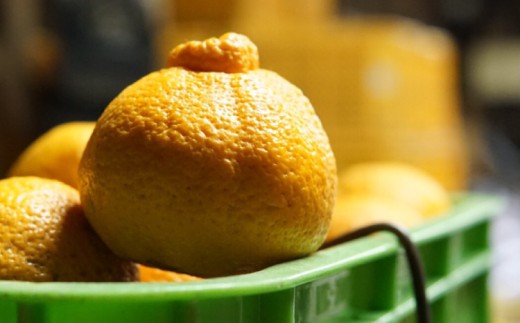 【2026年12月からの4ヶ月定期便】 先行予約 ポンポンパック 計4箱 約3～4kg×4回 贈答用 果物 くだもの フルーツ 柑橘 みかん ポンカン 不知火  宇城市産 ぽんかん しらぬい フルーツ