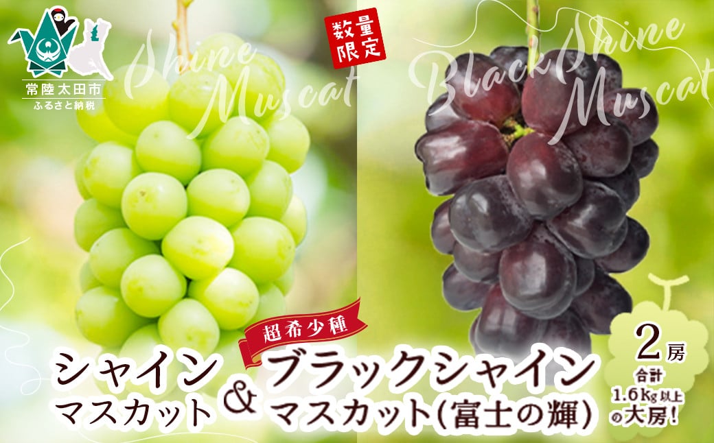 
            【先行予約 数量限定】希少品種！ブラックシャインマスカット（富士の輝）１房800g以上 ＆ シャインマスカット1房 800g以上 計1600g以上【ブラックシャインマスカット シャインマスカット 希少 期間限定 数量限定 旬の時期だけ ぶどう 旬 季節 果汁 酸味 甘味 バランス コク 味わい 冷蔵庫 デザート ぜいたく 種なし ファミリー 子ども 茨城県 常陸太田市】
          