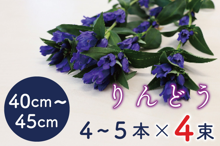 
＼延長決定！10日まで／ 生花 りんどう（贈答用）40cm～45cm　4～5本×4束 (DF004-1)
