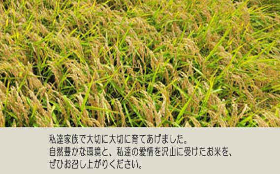 玄米　コシヒカリ20kg【令和6年産】