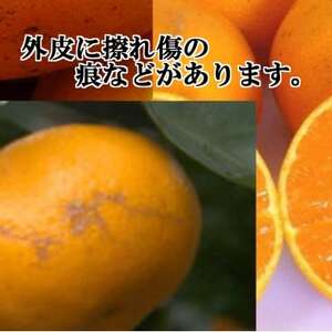 2026年2月～順次発送　柑橘の大トロ!「せとか」約2.5キロ【訳あり品・家庭向け】【C39-65】【配送不可地域：離島】【1619102】