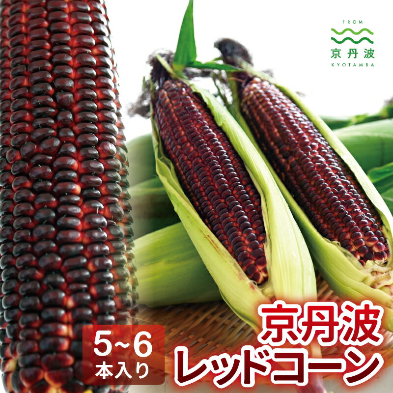 【ふるさと納税】 京丹波レッドコーン 5～6本入り 大和ルージュ京都 丹波 大粒 とうもろこし スイートコーン 高糖度 ※北海道・沖縄・その他離島は配送不可