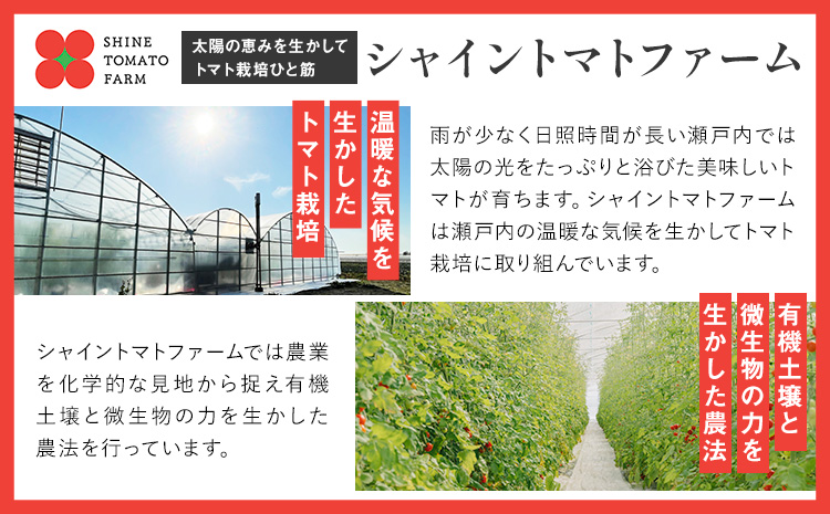 【先行予約】シャイントマト 500g シャイントマトファーム《2025年1月中旬-6月中旬頃出荷》岡山県 笠岡市 送料無料 トマト 野菜 ミニトマト---S-24---