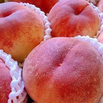 【ふるさと納税】南信州産 訳あり 桃 約3kg | 果物 くだもの フルーツ 果実 桃 もも 完熟桃 訳あり わけあり 新鮮 長野県 信州 南信州 飯田市 BE07