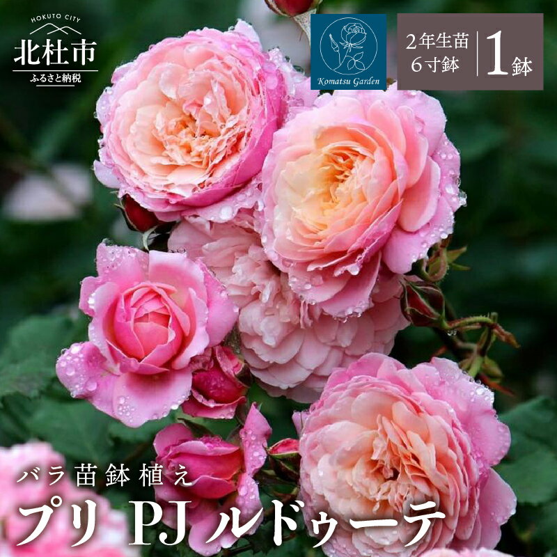 【ふるさと納税】 バラ 苗 鉢植え プリ PJ ルドゥーテ 【2027年2月以降発送】 ノイバラ台木 1鉢 6寸鉢 2年生苗 花 カップ咲き 多花性 返り咲き 強香 半直立性 ガーデニング 初心者 育て方ガイド同梱 母の日 父の日 誕生日 新築祝い 記念樹 コマツガーデン 送料無料