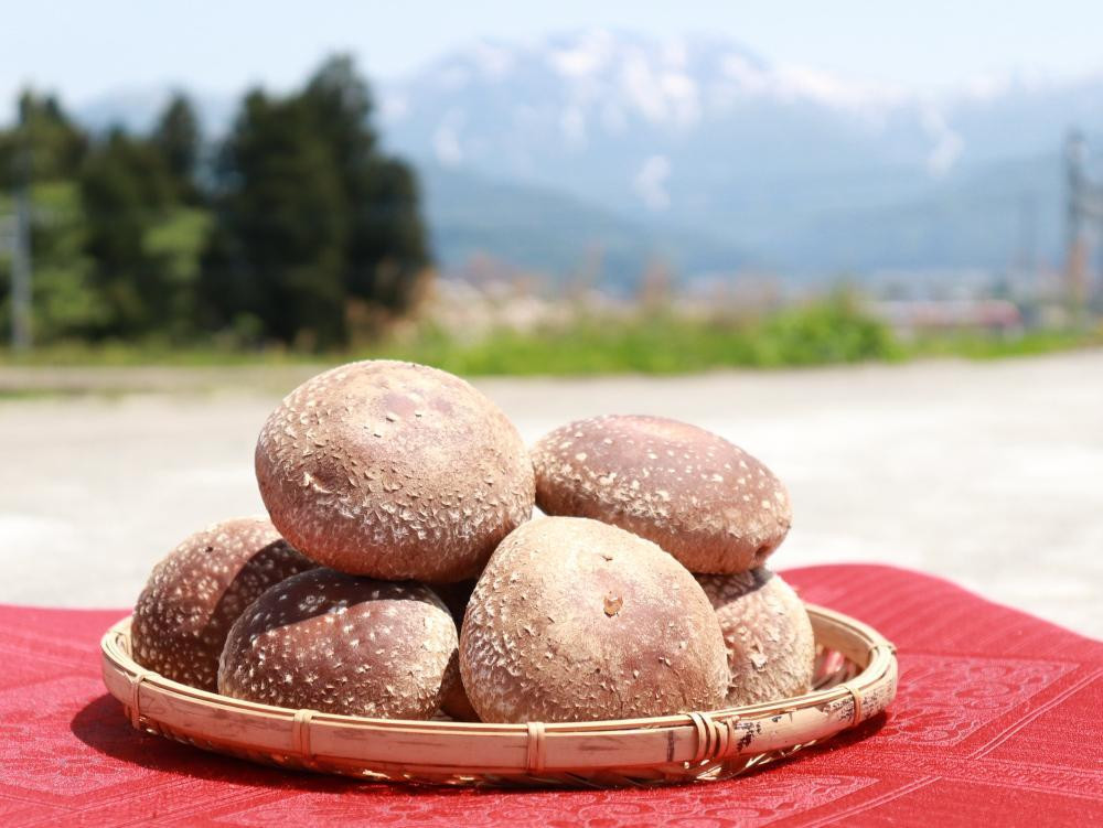 
八海山の雪解け水が豊富な地下水使用】　肉厚な生椎茸（菌床）　【原材料からすべて国産
