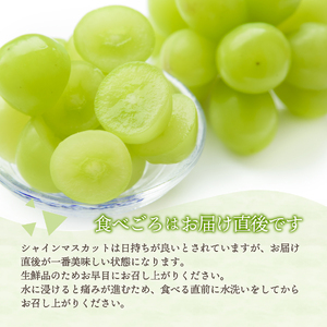 【 2024年 先行予約 】ジューシー で甘さ抜群 厳選シャインマスカット 1kg 期間限定 シャイン 果物 シャインマスカット フルーツ シャインマスカット 先行予約 シャイン フルーツ シャインマ