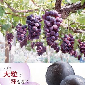 ピオーネ 約2kg　紀州和歌山 かつらぎ産