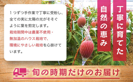 【2026年夏発送】パッションフルーツ (2kg24個入りバラ詰) 2026年6月～出荷開始 リリコイ 南国フルーツ デザート 人気 鹿児島県  与論町