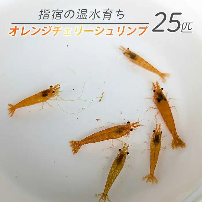 10営業日以内に発送 温水育ち オレンジ チェリー シュリンプ 25匹 otofarm IB148-006 ※北海道・沖縄・離島配送不可※ エビ エビ