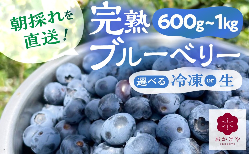 
                  選べる 生/冷凍 フレッシュブルーベリー 600g ～1kg ブルーベリー 生 大粒 小分け 直送 国産 果物 フルーツ 旬 おいしい 美味しい 先行予約 旬の果物 農家直送 朝採れ 完熟 岐阜県 郡上市 無農薬 冷凍 ブルーベリー 生 フルーツ 果物 生 大粒 国産 ブルーベリー 生 大粒 国産 ブルーベリー 大粒 大粒 国産 ブルーベリー 生 大粒 ブルーベリー 国産 農薬不使用 ブルーベリー
                