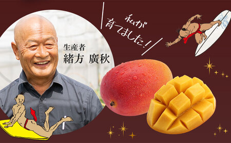 《2025年発送先行予約》【期間・数量限定】おがたのマンゴー 宮崎完熟冷凍マンゴー 1玉分(600g以上) 贈答品 小分けパック 冷凍 マンゴー 贈答