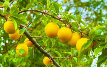 《2025年先行予約》 山形県産 黄桃 ＜あか月姫＞ 秀品 約2kg 玉数おまかせ FSY-2011