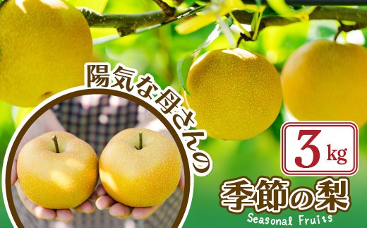 【先行予約】期間・数量限定【陽気な母さんの店】Ｒ8年産「季節の梨」（3kg） 50P3425 / 東北 秋田 大館 梨 ナシ なし 和梨 幸水 豊水 秋月 果物 くだもの フルーツ 東北 秋田 大館 中山地区 中山なし 中山梨 なかやまなし 農家直送