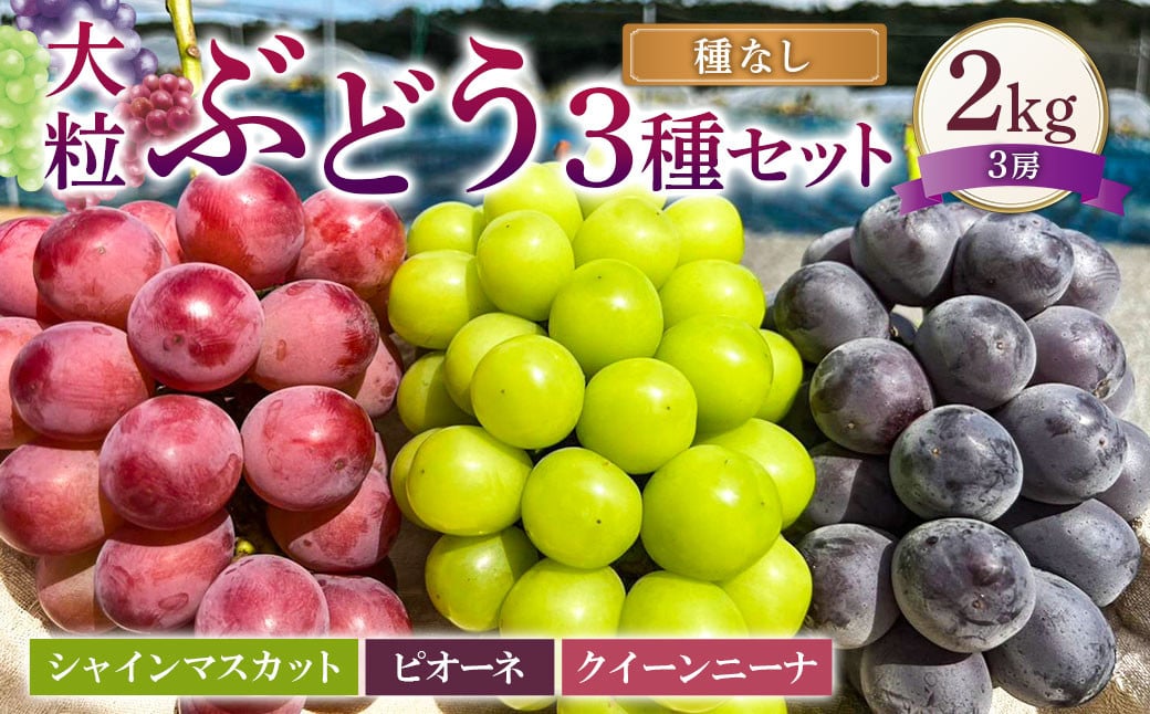 
            大粒 ぶどう 3種 セット 3房 計約2kg シャインマスカット ピオーネ クイーンニーナ 【2025年10月上旬～12月上旬発送予定】 ／ マスカット 葡萄 ブドウ 種無し 種なし
          