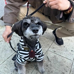 小～中型犬用スライドコントロールハーネス ベンズヌメ黒（ブッテーロ/ルガトショルダー） イエローブルー