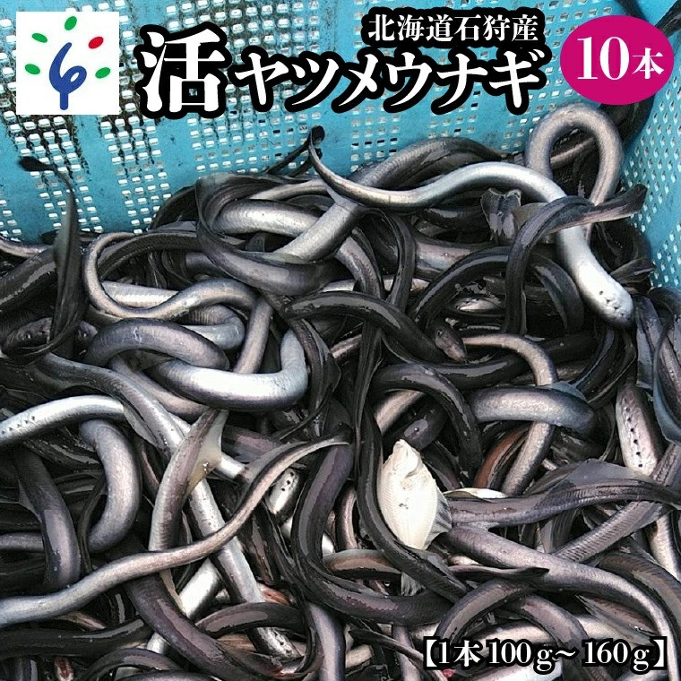 
            230005001 【予約受付中】2025年1月～発送 石狩産 活ヤツメウナギ【10本】｜北海道 石狩市 いしかり 活 活魚 やつめうなぎ 希少 珍しい レア 名産 特産 北海道産 石狩川河口
          